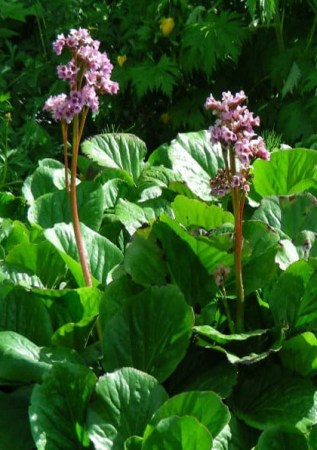 BERGENIA cordifolia 